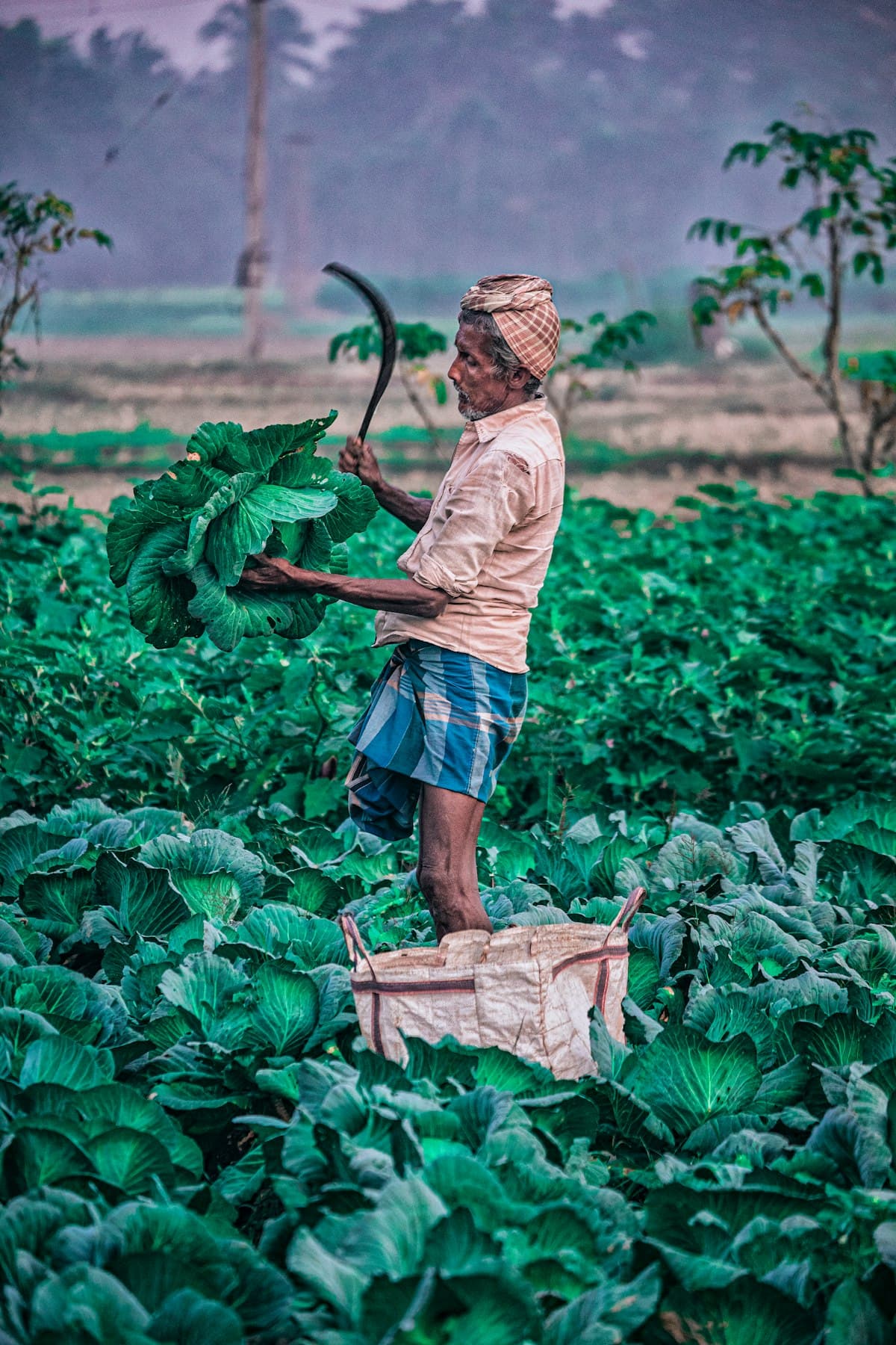 A farmer harvesting cabbages by hand in a green field at dawn